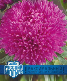 Семена АСТРА Гигант Виолет 0,01гр. РУССК.БОГАТЫРЬ